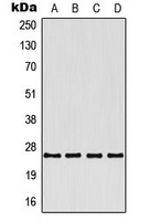 CPA3360-100ul - 4-1BBL / TNFSF9