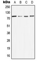 CPA3373-100ul - MELK