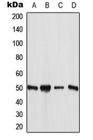 CPA3378-100ul - ANGPTL7