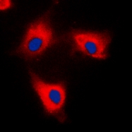 CPA3386-100ul - 14-3-3 protein theta