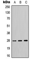 CPA3386-100ul - 14-3-3 protein theta