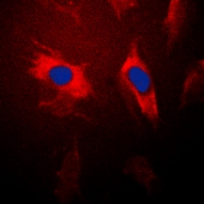 CPA3387-100ul - 14-3-3 protein theta