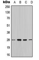 CPA3387-100ul - 14-3-3 protein theta