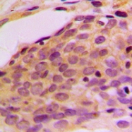 CPA3396-100ul - MPRIP
