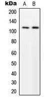 CPA3396-100ul - MPRIP