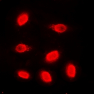 CPA3471-100ul - Histone H4