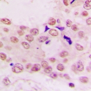 CPA3471-100ul - Histone H4