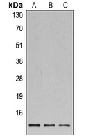 CPA3471-100ul - Histone H4