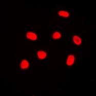 CPA3472-100ul - Histone H4
