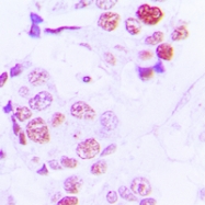 CPA3472-100ul - Histone H4