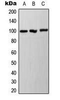CPA3477-100ul - Ah Receptor