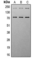 CPA3484-100ul - IGF1 Receptor