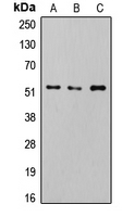 CPA3485-100ul - SMAD2/3