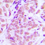 CPA3487-100ul - NFIA