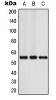 CPA3487-100ul - NFIA