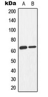 CPA3488-100ul - AMPK alpha 1/2