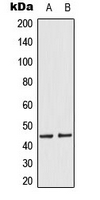 CPA3489-100ul - MKK1/2