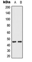 CPA3490-100ul - MKK1/2