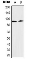 CPA3494-100ul - STAT5 / STAT5A