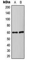 CPA3495-100ul - Synaptotagmin