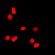 CPA3497-100ul - Histone H3