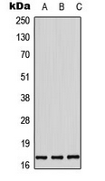CPA3497-100ul - Histone H3