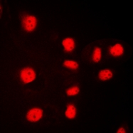 CPA3498-100ul - Histone H3