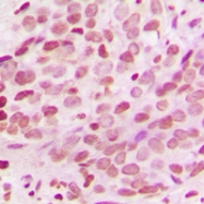CPA3498-100ul - Histone H3