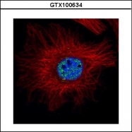 GTX100634 - Estrogen receptor alpha