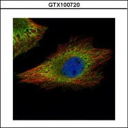 GTX100720 - BRCA1 / RNF53