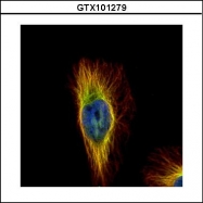 GTX101279 - TUBB / TUBB5