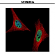 GTX101664 - U1 snRNP protein A