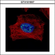 GTX101687 - U1 snRNP protein A
