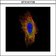 GTX101738 - HGS / HRS
