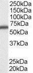 GTX10261 - DDX5