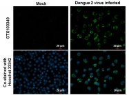 GTX103349 - Dengue Virus 2