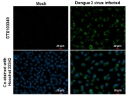 GTX103349 - Dengue Virus 2