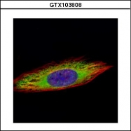 GTX103808 - Enolase beta