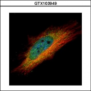 GTX103949 - InsP6 kinase 1 / IP6K1