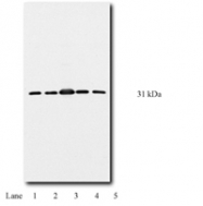 GTX10439 - 14-3-3 protein theta