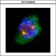 GTX104620 - Aurora kinase A