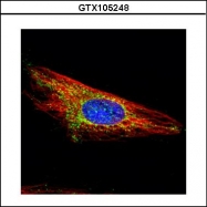 GTX105248 - Hexokinase-1