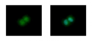 GTX105792 - Glyoxalase I / GLO1