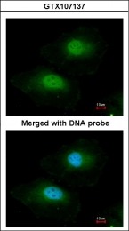 GTX107137 - Bisphosphoglycerate mutase