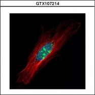 GTX107214 - ZFP64 (isoforms 1 and 2)