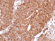 GTX108152 - Histamine H2 receptor
