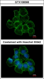 GTX108366 - Beta-1 adrenergic receptor