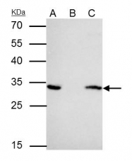 GTX109090 - 14-3-3 protein epsilon