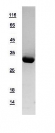 GTX109090-pro - 14-3-3 protein epsilon