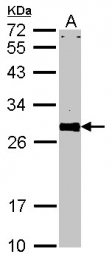 GTX111859 - VAMP-associated protein A (VAPA)